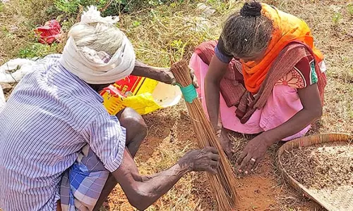 உடன்குடி பகுதியில் நெருஞ்சி முள் சேகரிப்பதில் பொதுமக்கள் ஆர்வம்