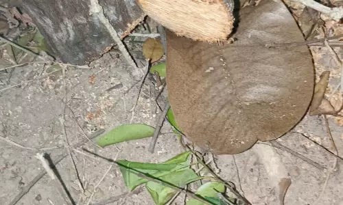 சந்தன மரங்களை அறுத்து கடத்த முயற்சி