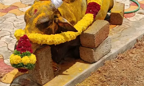 பாம்பு கடித்து ஜல்லிக்கட்டு காளை உயிரிழப்பு