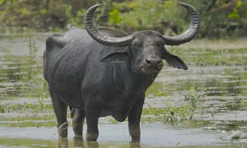 பரமத்திவேலூர் அருகே சேற்றில் சிக்கிய எருமை மாடு