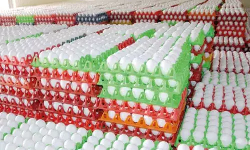 நாமக்கல் மண்டலத்தில் மே 1-ந்தேதி முதல் தினசரி முட்டை விலை நிர்ணயம்