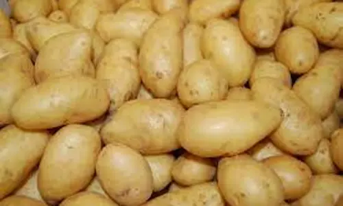 நீலகிரி உருளைக்கிழங்கு விலை சரிவு