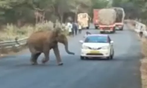 ரோட்டை கடப்பதற்காக வேகமாக ஓடி வந்த யானை