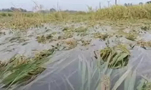 மழையால் பல ஏக்கர் விவசாய பயிர்கள் நாசம்