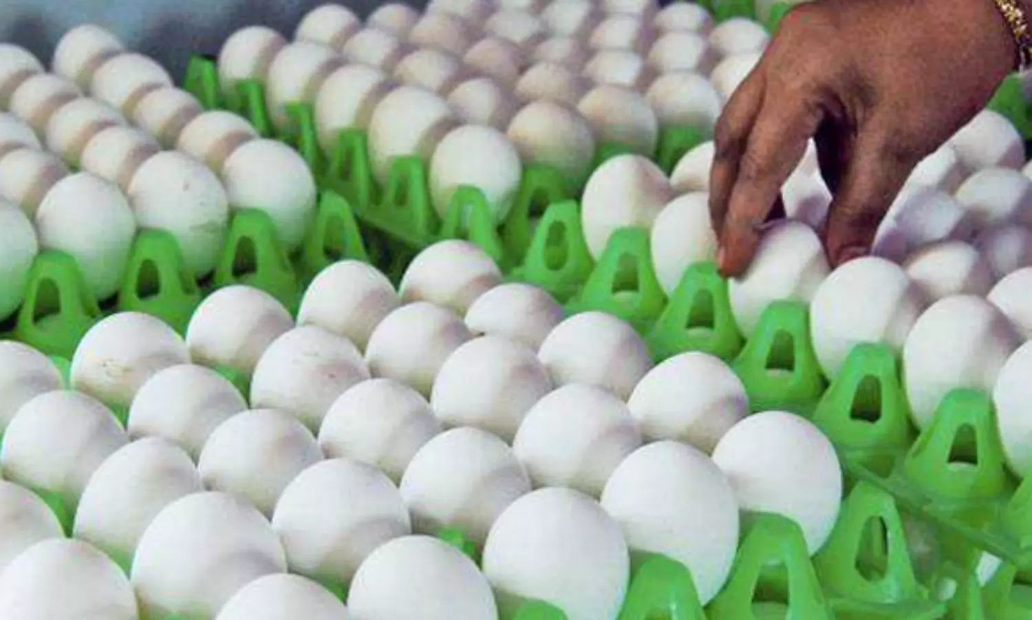 நாமக்கல் மண்டலத்தில் முட்டை விலை மேலும் 5 காசுகள் உயர்வு | Tamil news egg  price details