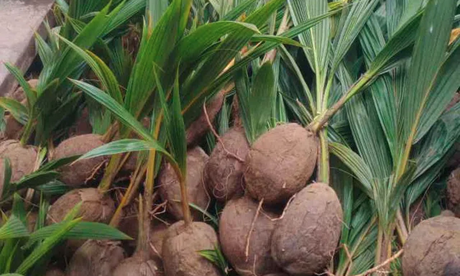 வேளாண் பட்ஜெட்- விவசாயிகளுக்கு இலவசமாக 15 லட்சம் தென்னங்கன்றுகள் வழங்கப்படும்