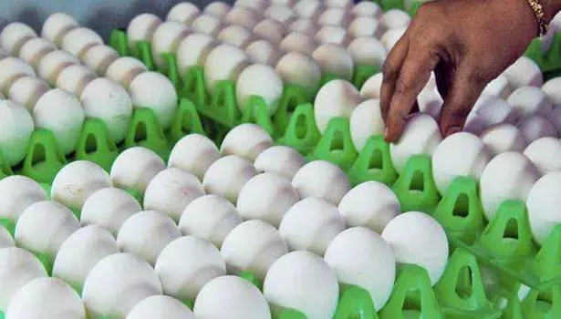 நாமக்கல் மண்டலத்தில் முட்டை விலை மேலும் 20 காசுகள் சரிவு நாமக்கல் மண்டலத்தில் முட்டை விலை மேலும் 20 காசுகள் சரிவு