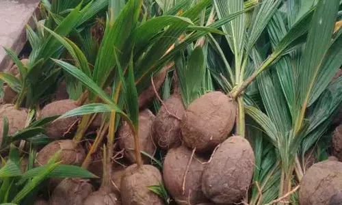 வேளாண் பட்ஜெட்- விவசாயிகளுக்கு இலவசமாக 15 லட்சம் தென்னங்கன்றுகள் வழங்கப்படும்