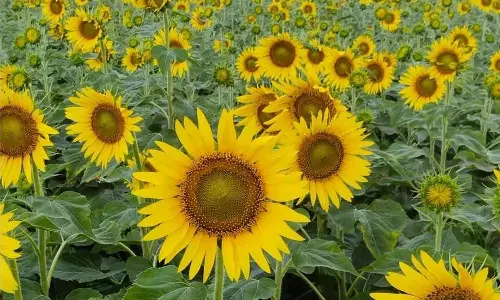 வேளாண் பட்ஜெட்- எண்ணெய் வித்துக்களின் உற்பத்தியை அதிகரிக்க ரூ.33 கோடியில் சிறப்பு திட்டம்