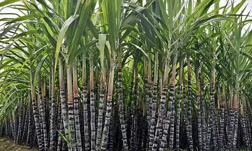 கரும்பு சாகுபடி மேம்பாட்டுத் திட்டத்திற்கு ரூ.10 கோடி நிதி ஒதுக்கீடு- வேளாண் பட்ஜெட்டில் அறிவிப்பு