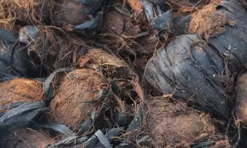 விவசாயிகளுக்கு 10 லட்சம் பனை விதைகள் வழங்கப்படும்- வேளாண் பட்ஜெட்டில் அறிவிப்பு