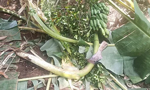 செண்பக தோப்பு பகுதியில் பயிர்களை சேதப்படுத்திய காட்டு யானை