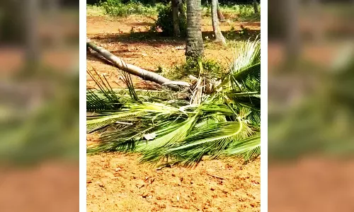 குற்றாலம் ஐந்தருவி அருகே குடியிருப்பு பகுதிக்குள் நுழைந்த யானையால் பொதுமக்கள் பீதி