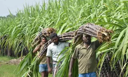 ெநல், கரும்புக்கு அரசு உரிய விலையை நிர்ணயம் செய்ய வேண்டும்
