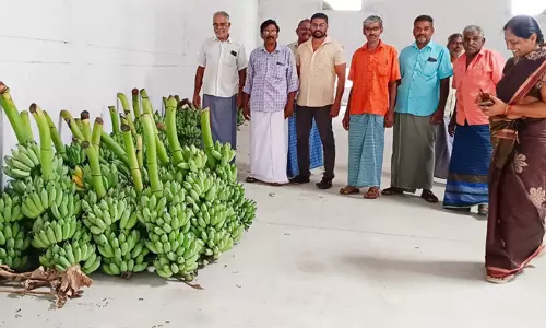 வாழைத்தார் ஏலம் தொடங்கியது