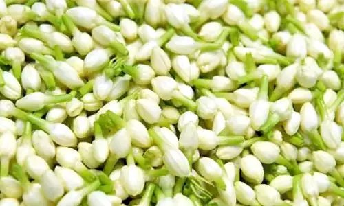 சேலம் பூ மார்க்கெட்டில் குண்டு மல்லிகை விலை சரிந்தது