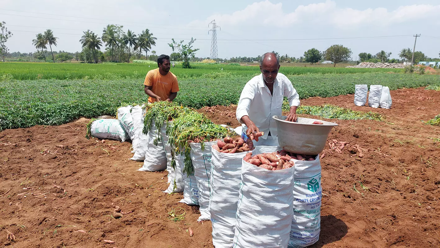 காரிமங்கலம் பகுதியில்சர்க்கரை வள்ளி கிழங்கு அறுவடை பணி தீவிரம் காரிமங்கலம் பகுதியில்சர்க்கரை வள்ளி கிழங்கு அறுவடை பணி தீவிரம்