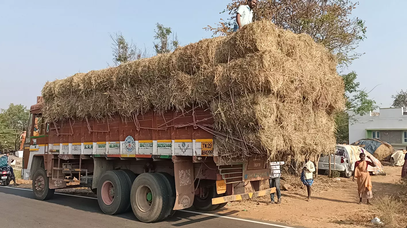 நல்லம்பள்ளியில்கால்நடைகளுக்கு தீவன பற்றாக்குறை நல்லம்பள்ளியில்கால்நடைகளுக்கு தீவன பற்றாக்குறை