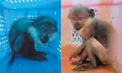 சென்னைக்கு விமானத்தில் கடத்திய அரிய வகை குரங்குகள்- திருப்பி அனுப்ப அதிகாரிகள் நடவடிக்கை