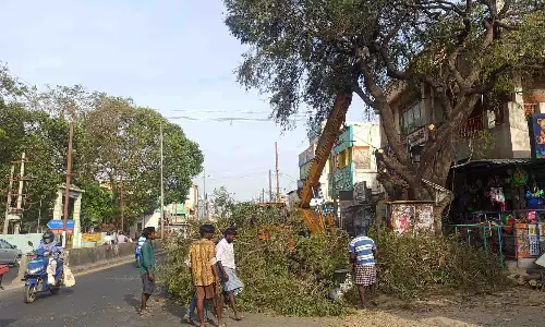 பல்லடத்தில் சாலை விரிவாக்க பணிக்காக வெட்டப்பட்ட மரங்கள்