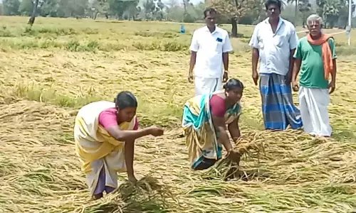 கோடை மழை வெள்ளத்தில் மூழ்கி நெற்பயிர்கள் நாசம்- விவசாயிகள் வேதனை
