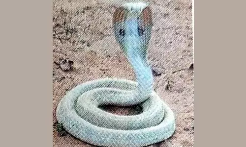 தெலுங்கானா-மகாராஷ்டிரா மாநில எல்லையில் கிராம பகுதியில் புகுந்த அபூர்வ வெள்ளை நிற நாகப்பாம்பு