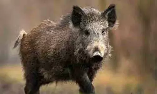 குடியிருப்பு பகுதியில் மர்மமான முறையில் இறந்து கிடந்த பன்றிகள்