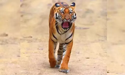 வீட்டின் கதவை திறந்தபோது முற்றத்தில் நின்ற புலி- பீதியில் அலறிய கிராம மக்கள்