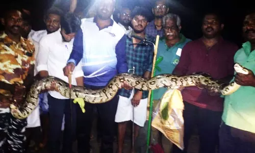 வள்ளியூர் அருகே 12 அடி நீள மலைப்பாம்பு மீட்பு