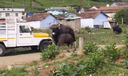 கோத்தகிரியில் தனியாக சுற்றி திரிந்த காட்டெருமை கன்றை தாயுடன் சேர்த்த வனத்துறையினர்