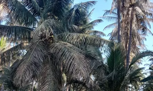 தென்னையை தாக்கும் கருந்தலைப் புழு மேலாண்மை முறைகள்