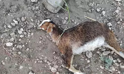 தெரு நாய் கடித்து 6 ஆடுகள் பலி