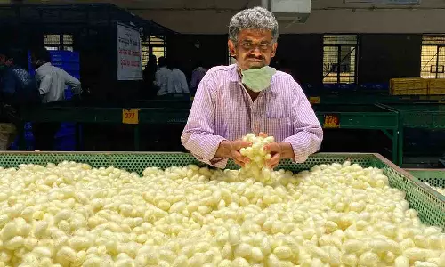 பட்டுக்கூடு விலை சரிவால் விவசாயிகள் பாதிப்பு