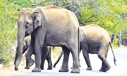 உடுமலை அமராவதி வனசரக பகுதியில் சாலையோரம் யானைகள் நடமாட்டம்