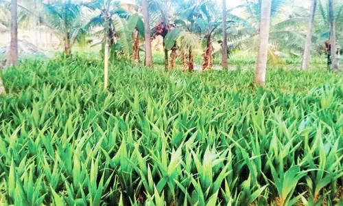 போச்சம்பள்ளியில் தேங்காய் எண்ணெய் உற்பத்தி ஆலை தொடங்க  வேண்டும்-விவசாயிகள் கோரிக்கை