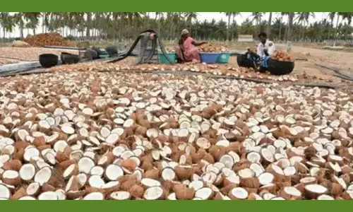 குறைந்தபட்ச ஆதார விலையில் தேங்காய் கொப்பரை கொள்முதல்
