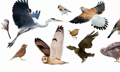 நீலகிரியில் 120 வகையான பறவைகள் கண்டுபிடிப்பு