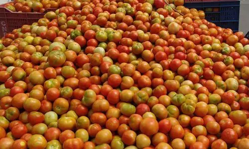 சேலத்தில் தக்காளி விலை வீழ்ச்சி