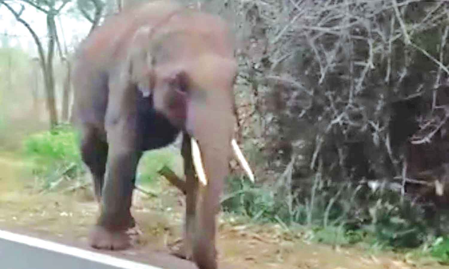 பர்கூர் பகுதியில் வனப்பகுதி ரோட்டில் உலா வந்த ஒற்றை யானை- போக்குவரத்து பாதிப்பு