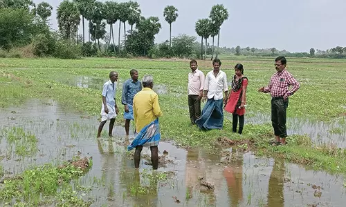 தொடர்ந்து கோடை மழை: மீஞ்சூர்-பொன்னேரி பகுதியில் 300 ஏக்கர் பயிர்கள் பாதிப்பு
