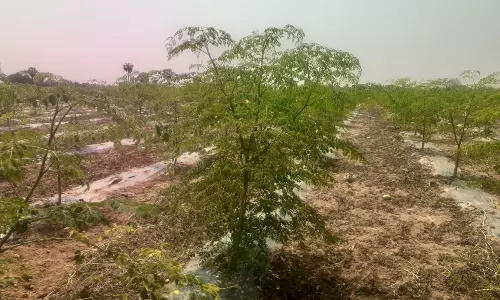 மரக்காணம் பகுதியில்  சொட்டு நீர் பாசனம் மூலம் முருங்கை சாகுபடியில்  அதிக லாபம் ஈட்டும் விவசாயிகள்