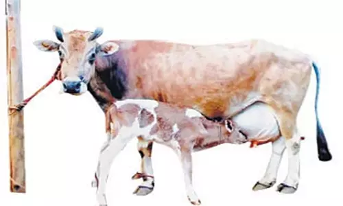 ஸ்மார்ட் சிட்டி தடுப்பு கம்பிகளில் மாடுகளை கட்டக்கூடாது