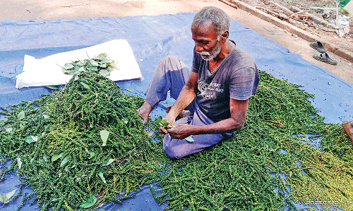 கொடைக்கானலில் மிளகு சீசன் தொடங்கியதால் விவசாயிகள் மகிழ்ச்சி!