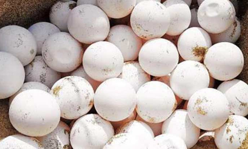 சென்னை கடற்கரை பகுதிகளில் 3 மாதத்தில் 42 ஆயிரம் ஆமை முட்டைகள் சேகரிப்பு