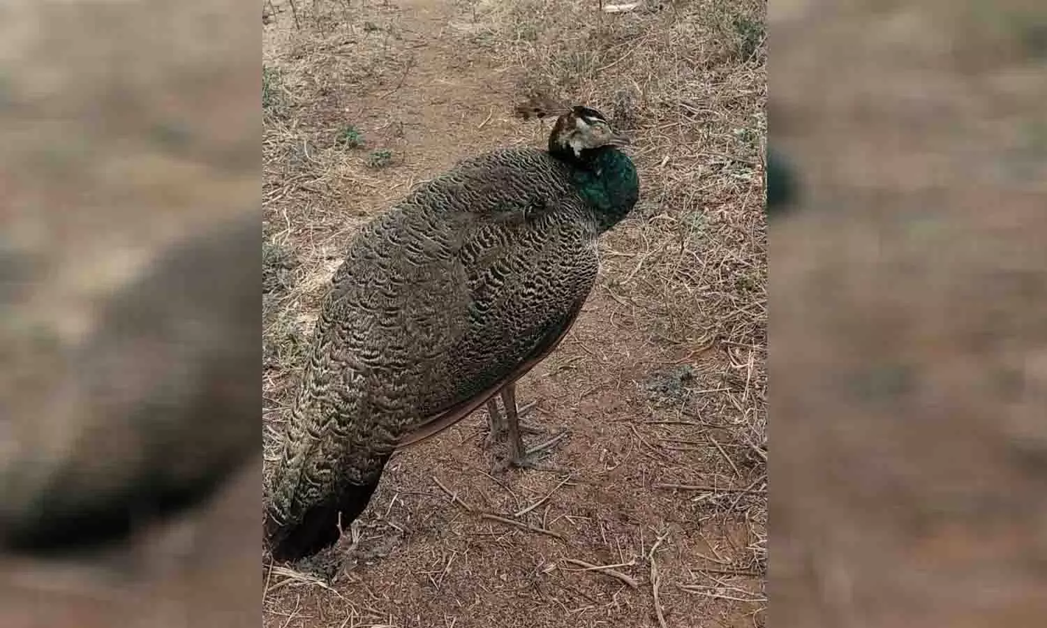பல்லடம் பகுதியில் மயில்களுக்கு சரணாலயம் அமைக்க வேண்டும் - விவசாயிகள் கோரிக்கை பல்லடம் பகுதியில் மயில்களுக்கு சரணாலயம் அமைக்க வேண்டும் - விவசாயிகள் கோரிக்கை