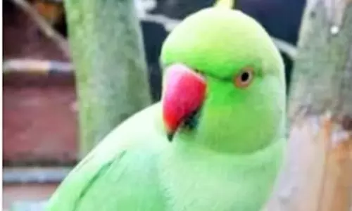 பெண் கொலை வழக்கில் கிளி சாட்சியத்தால் 2 பேருக்கு ஆயுள் தண்டனை