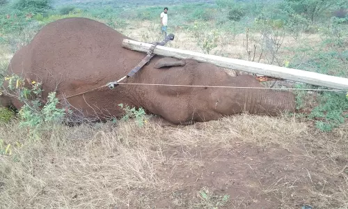 கோவை அருகே மின் கம்பம் உடைந்து விழுந்தது- மின்சாரம் தாக்கி ஆண் யானை பலி