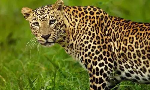 ஊதியூர் மலைப்பகுதியில் பதுங்கியிருக்கும் சிறுத்தையை பிடிக்க வனத்துறையினர் தீவிர முயற்சி