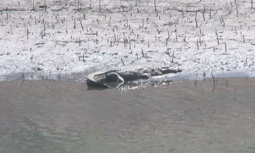 ஆழியாறு அணையில் காணப்பட்ட முதலை- சுற்றுலா பயணிகளுக்கு எச்சரிக்கை