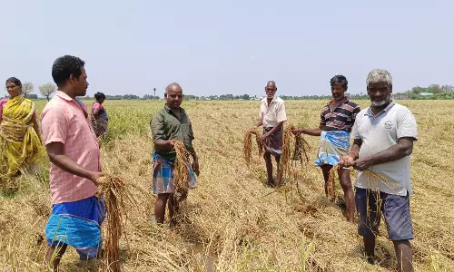பயிர்கள் தண்ணீர் மூழ்கியதால் விவசாயிகள் வேதனை